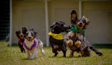 Florida Wiener Dog Derby XVI