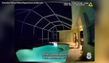 Florida alligator caught on camera enjoying early morning swim, Tampa trapper removes scaly suspect