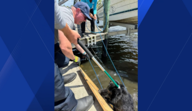 Cape Coral firefighters rescue 2 dogs from canal, owners sought