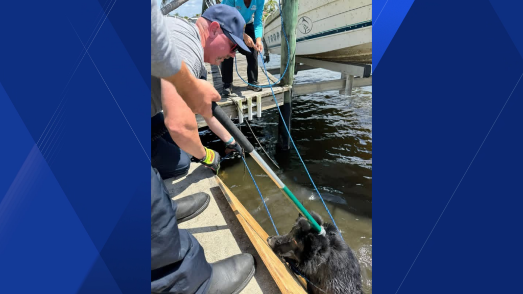 Cape Coral firefighters rescue 2 dogs from canal, owners sought