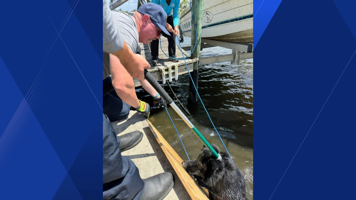 Cape Coral firefighters rescue 2 dogs from canal, owners sought