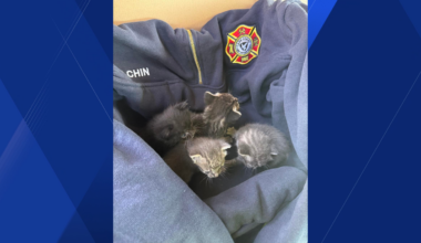 Cape Coral fire inspector finds kittens in back of work truck