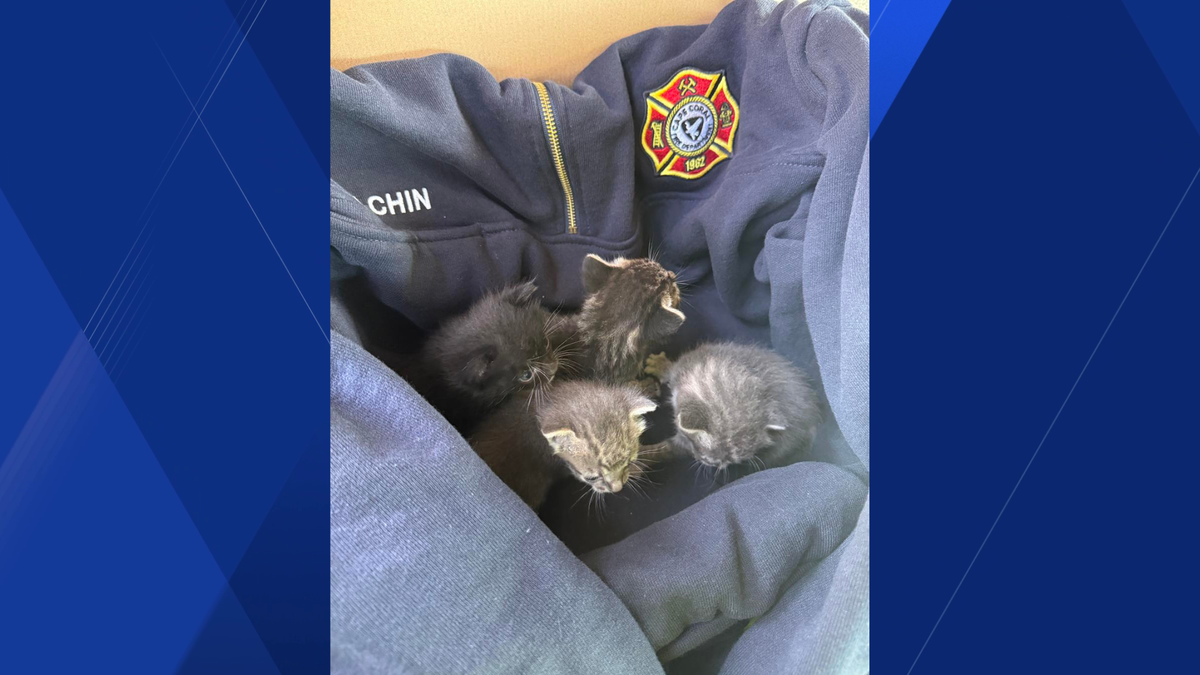 Cape Coral fire inspector finds kittens in back of work truck