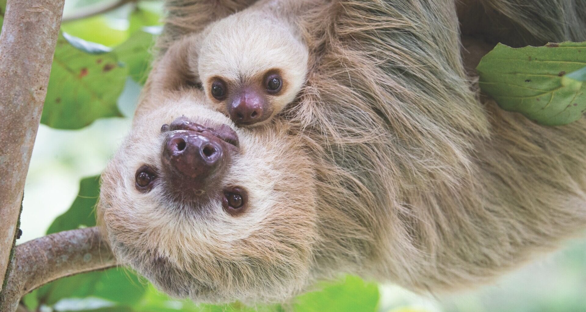 Sloths live in tropical climates where they thrive on hot, humid conditions.