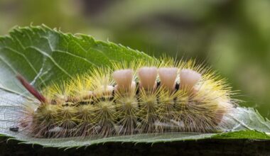 Tussock caterpillars: Woman hospitalized after contact with fuzzy Central Florida bug