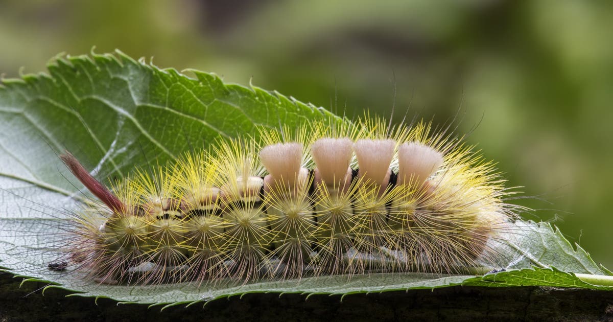 Tussock caterpillars: Woman hospitalized after contact with fuzzy Central Florida bug