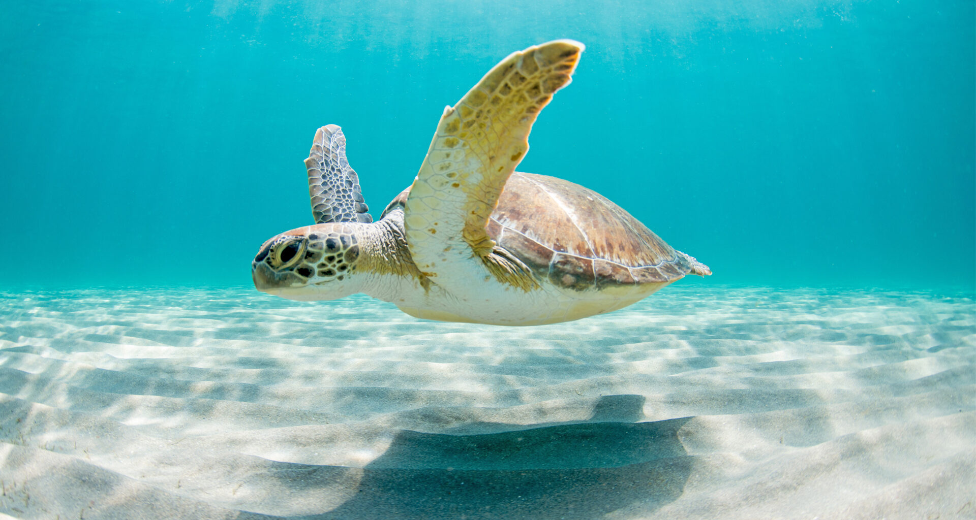 How a Washington bill threatens Florida’s wildlife 