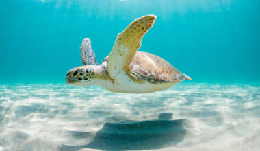 How a Washington bill threatens Florida’s wildlife 