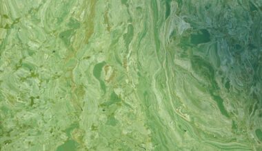 Clay Department of Health officials warn of blue-green algae at Doctors Lake