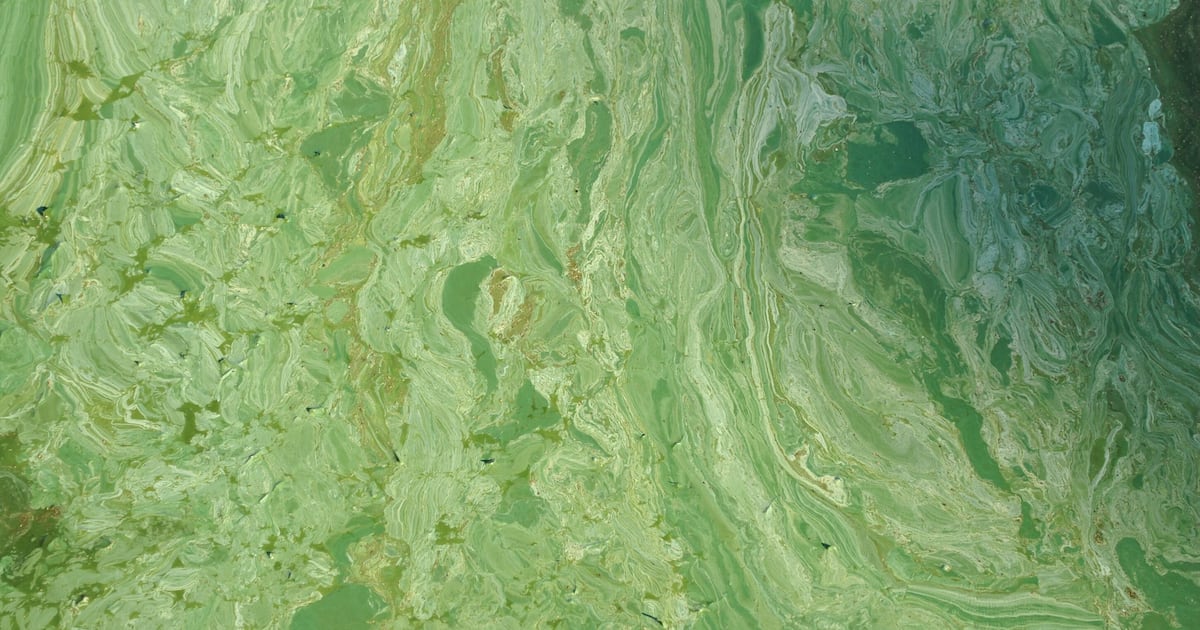 Clay Department of Health officials warn of blue-green algae at Doctors Lake