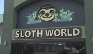 Orlando: Sloth World 31 dead sloths