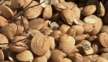 ‘Super Clams’ released into Florida waters to improve quality