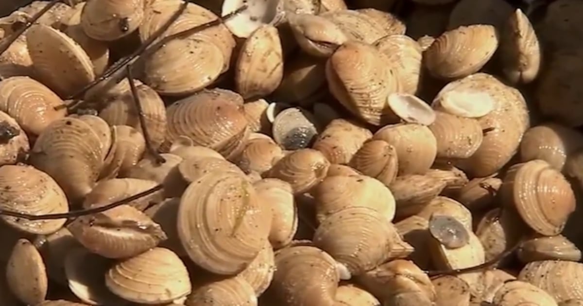 ‘Super Clams’ released into Florida waters to improve quality