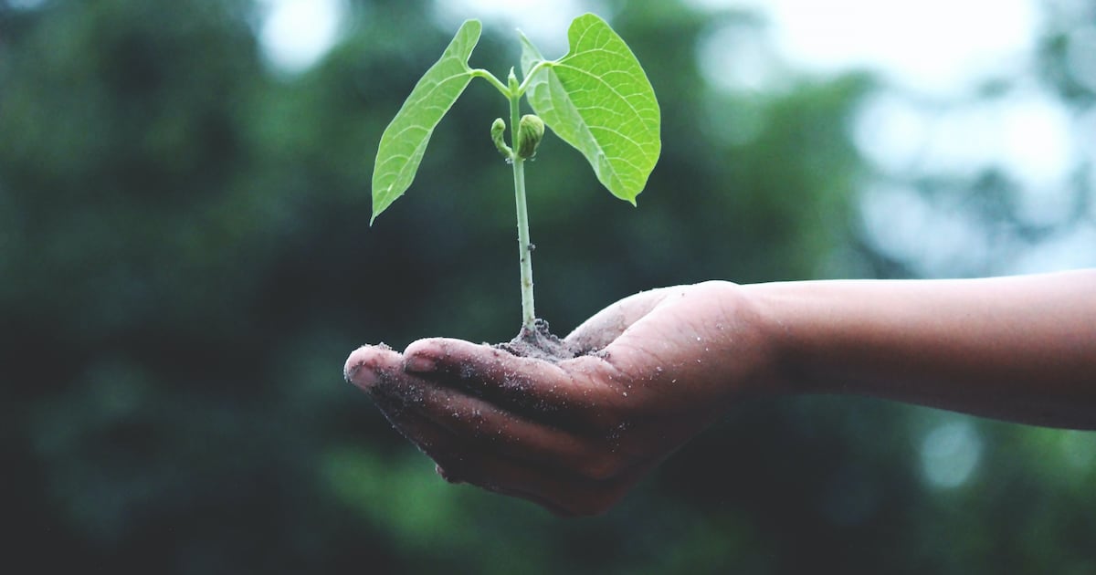 Earth Day Tree planting event set for Orlando community – WFTV