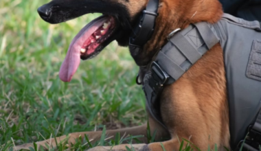 K9 Bear retires from Jacksonville Beach Police Department after eight years of service – Action News Jax