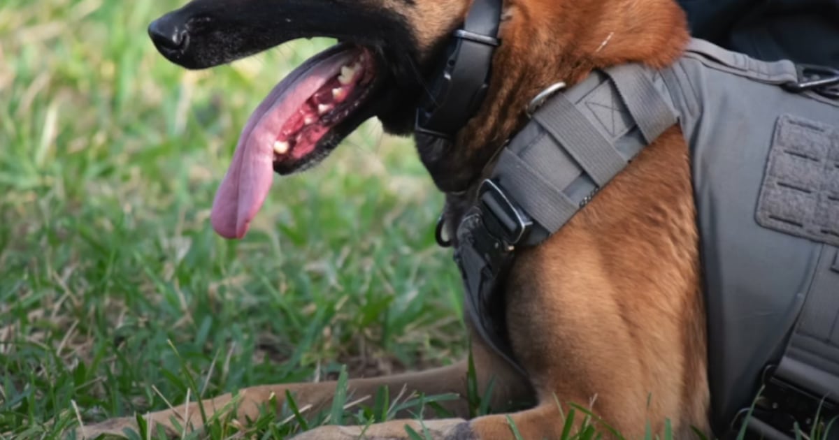K9 Bear retires from Jacksonville Beach Police Department after eight years of service – Action News Jax