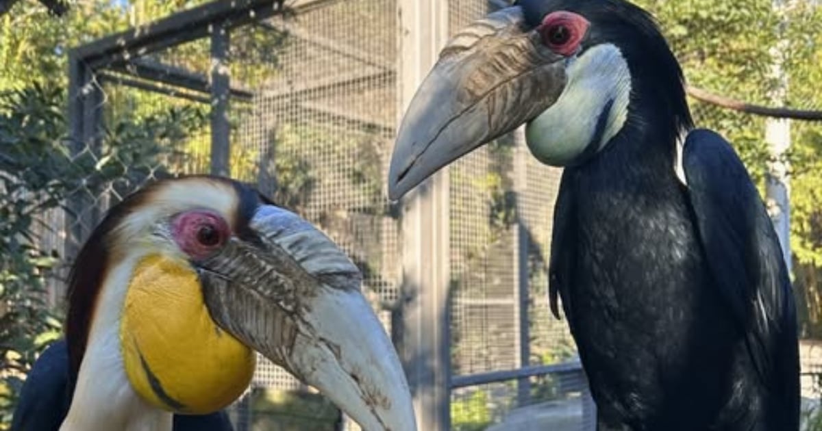 Wreathed hornbill at Jacksonville Zoo begins nesting, community invited to watch livestream – Action News Jax