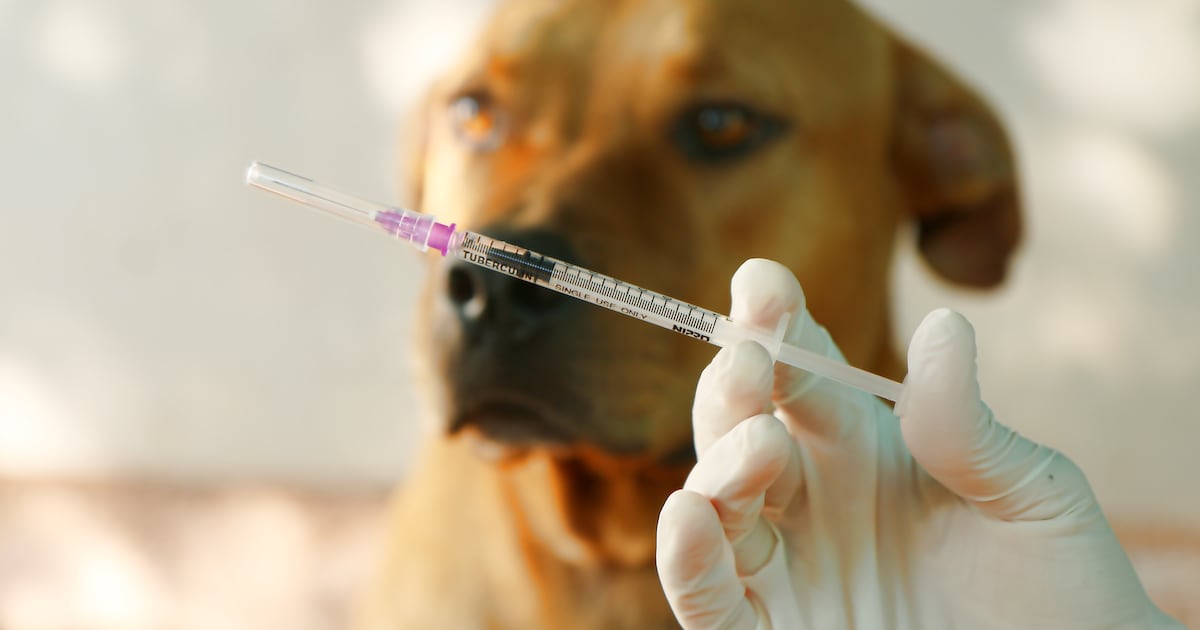 Free Pet Vaccinations and Microchipping in Orange County