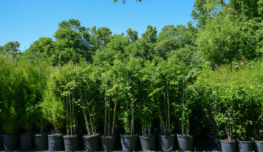 Free trees for Winter Springs residents on Arbor Day