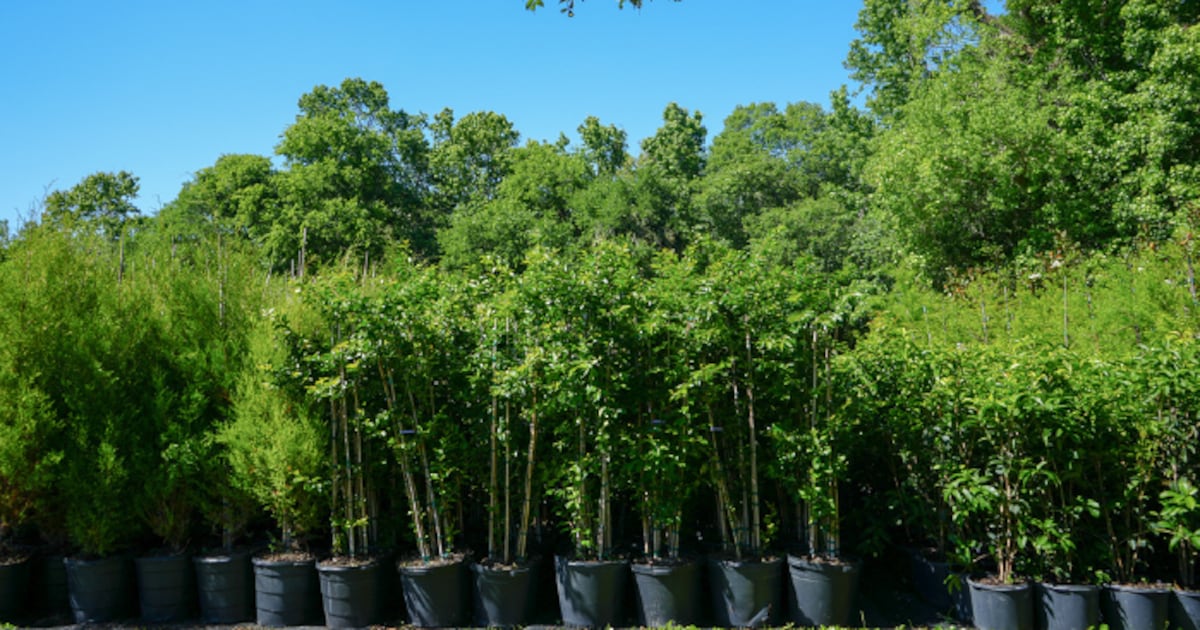 Free trees for Winter Springs residents on Arbor Day