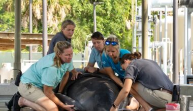 ZooTampa hosting first manatee conservation celebration May 2