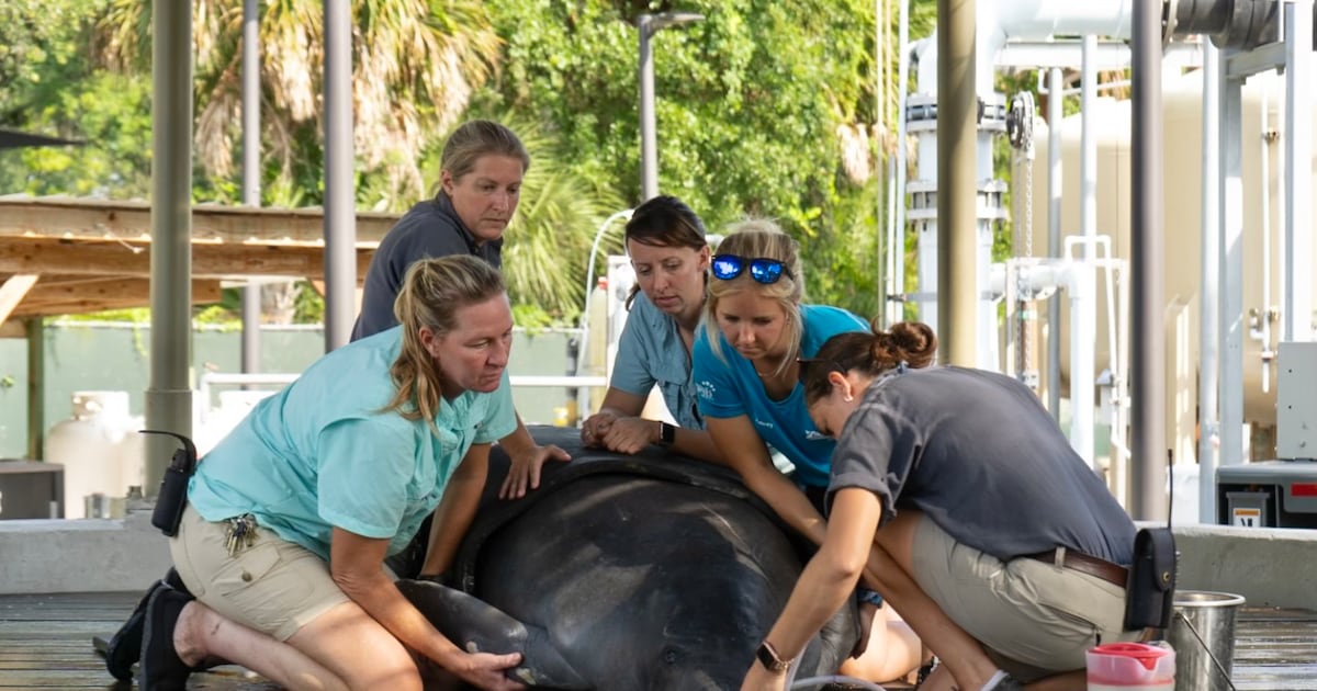 ZooTampa hosting first manatee conservation celebration May 2