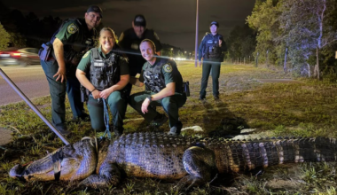 Gatorland Rescues Massive Alligator from Bustling Orlando Street