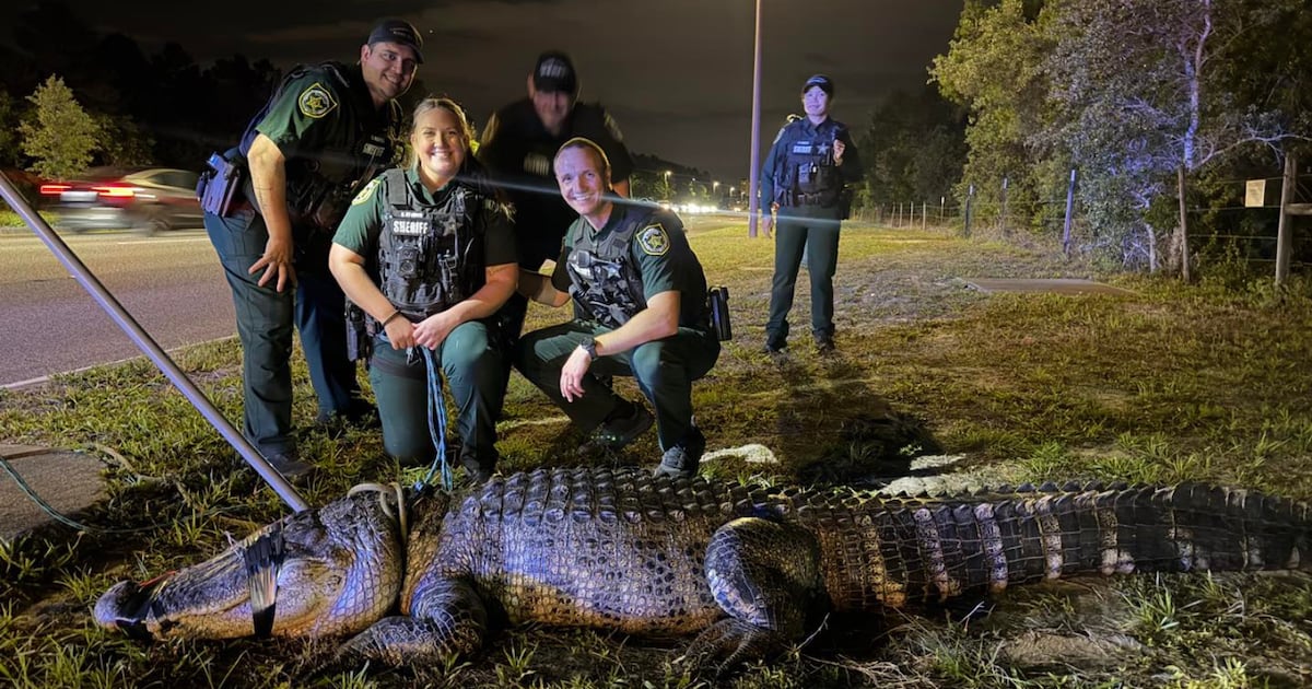 Gatorland Rescues Massive Alligator from Bustling Orlando Street