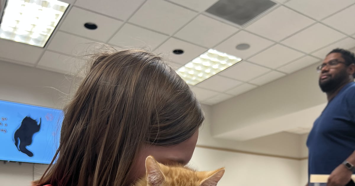 Orange Park Library to host cat cafe in May – 104.5 WOKV