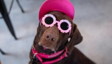 Orlando's BarkHaven to host Barkchella music festival