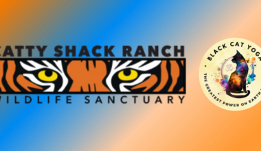‘Downward Dog with the Big Cats’ returns to Catty Shack Wildlife Sanctuary – Action News Jax