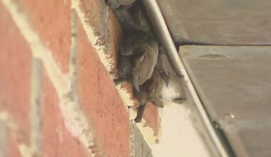FWC Advisory: Bat Maternity Season Starts in Florida