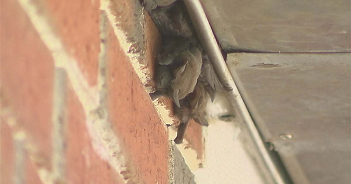 FWC Advisory: Bat Maternity Season Starts in Florida