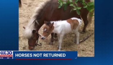 Couple retains attorney after rescue refuses to give back miniature horses – Action News Jax