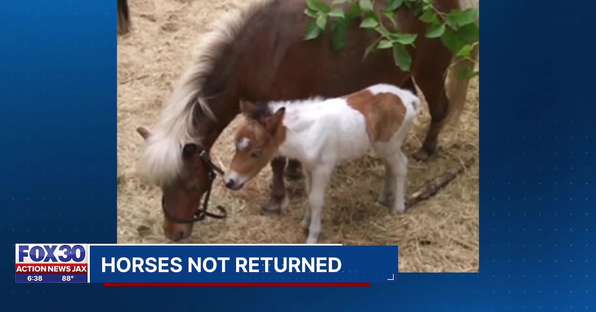 Couple retains attorney after rescue refuses to give back miniature horses – Action News Jax