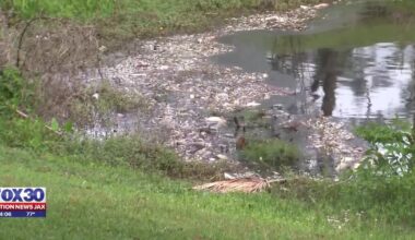 Dozens of dead fish surface in pond in Jacksonville’s Murray Hill neighborhood – Action News Jax