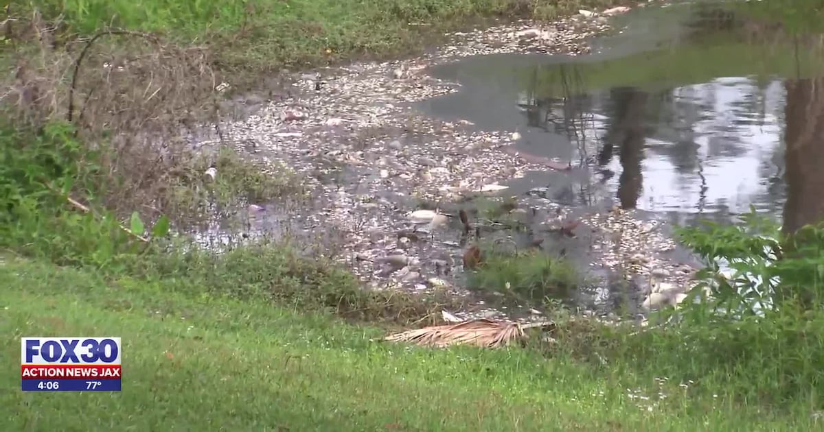 Dozens of dead fish surface in pond in Jacksonville’s Murray Hill neighborhood – Action News Jax