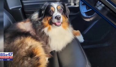 Jacksonville dog attack leads to amputation, family alleges ACPS conflict, no fault determined – Action News Jax