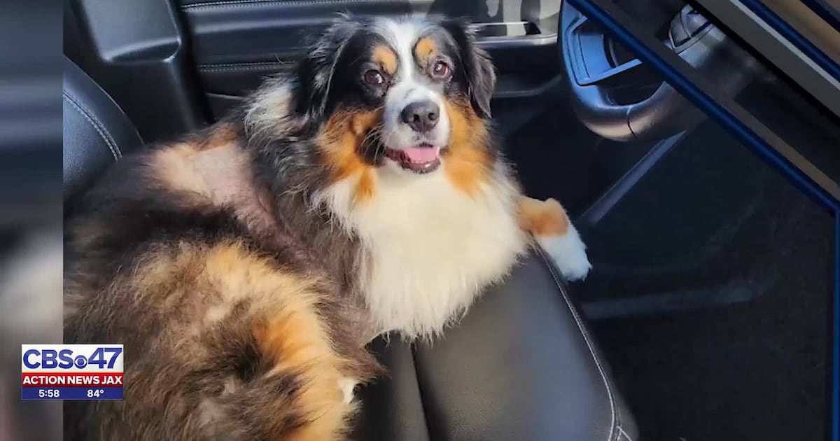 Jacksonville dog attack leads to amputation, family alleges ACPS conflict, no fault determined – Action News Jax