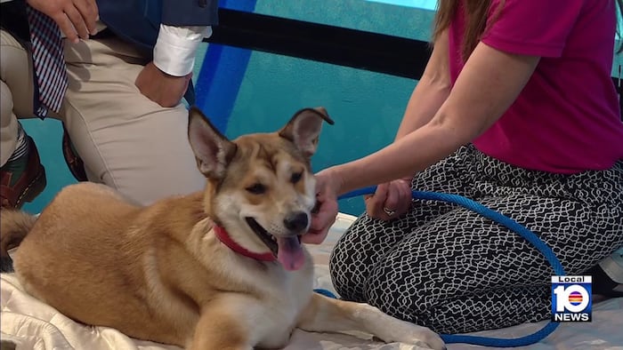 Humane Society of Broward features Frejya, energetic 10-month-old pup ready for adoption