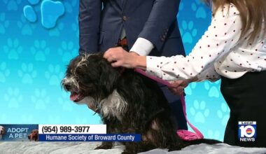 Luna the scruffy sweetheart seeks ‘furever’ home