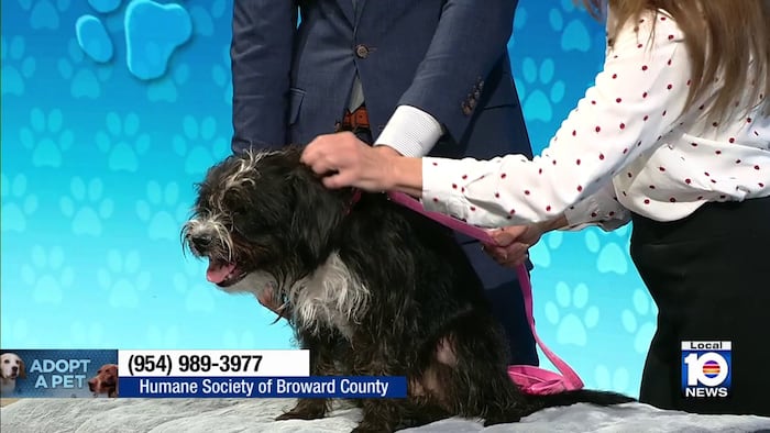 Luna the scruffy sweetheart seeks ‘furever’ home