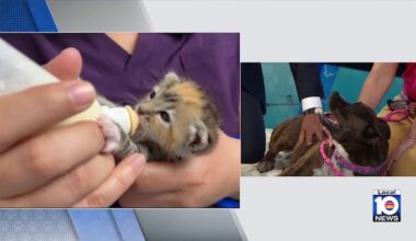 Humane Society of Broward seeks loving, permanent home for Rowie, kittens