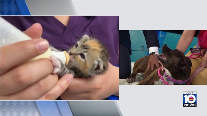 Humane Society of Broward seeks loving, permanent home for Rowie, kittens