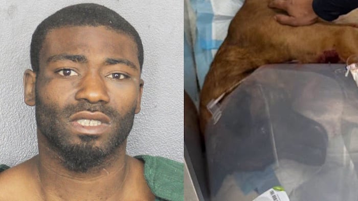 Burglary suspect accused of shooting police dog faces charges in Broward