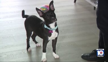 From abuse to recovery, Pooches in Pines shares 3 stories of hope
