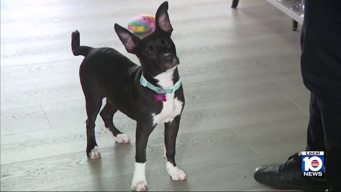 From abuse to recovery, Pooches in Pines shares 3 stories of hope