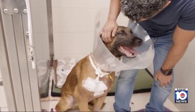 Fort Lauderdale police dog shot while on duty recovers after surgery