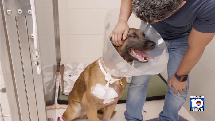 Fort Lauderdale police dog shot while on duty recovers after surgery