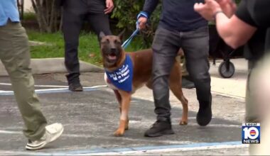 Fort Lauderdale police dog released from animal hospital after being shot while on duty